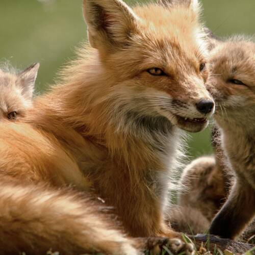 Fuchs mit drei Jungtieren