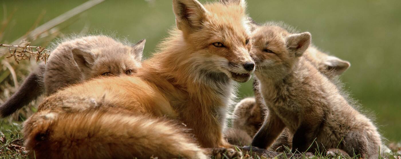 Fuchs mit drei Jungtieren